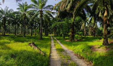 Çiftliğe giden kırsal yolun geniş panoramik manzarası.