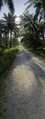 Çiftliğe giden kırsal yolun geniş panoramik manzarası.
