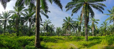 Çiftliğe giden kırsal yolun geniş panoramik manzarası.