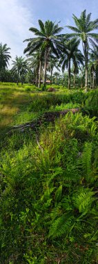 Çiftliğe giden kırsal yolun geniş panoramik manzarası.