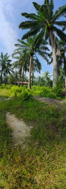 Çiftliğe giden kırsal yolun geniş panoramik manzarası.