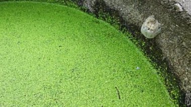 Suyun yüzeyinde yüzen küçük yeşil yosun mantarı otları.   