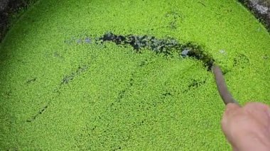 Suyun yüzeyinde yüzen küçük yeşil yosun mantarı otları.   