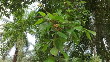 Yapraklı ağaçların dalları mikro carpa meyveleri..