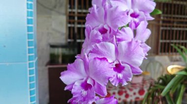 Tek bir kök üzerinde renkli pembe dendrobium orkideler kümesi. 