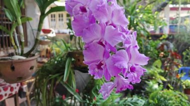 Tek bir kök üzerinde renkli pembe dendrobium orkideler kümesi. 