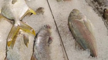 Buz küpündeki altın pomfret balıklarına bakıyorum.. 