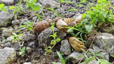 Bilinmeyen hayvan dışkısı büyük ihtimalle kırsal yol boyunca bulunan köpekten.. 