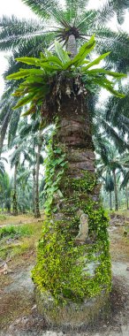 wide panoramic view of the bird's nest fern sprouting from the oil palm tree trunk. clipart