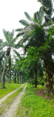 Çiftliğe giden kırsal yolun geniş panoramik manzarası. 