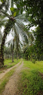 Çiftliğe giden kırsal yolun geniş panoramik manzarası. 