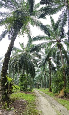 Çiftliğe giden kırsal yolun geniş panoramik manzarası. 