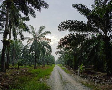 Çiftliğe giden kırsal yolun geniş panoramik manzarası. 