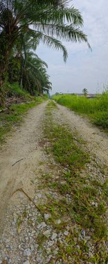 Çiftliğe giden kırsal yolun geniş panoramik manzarası. 