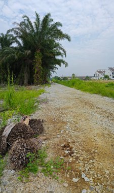 Çiftliğe giden kırsal yolun geniş panoramik manzarası. 