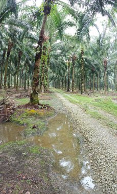 Çiftliğe giden kırsal yolun geniş panoramik manzarası. 