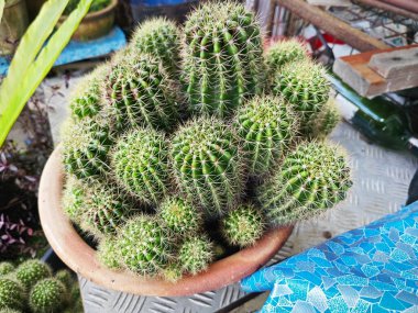 a big pot of spiny nylon hedgehog cactus stem plant. clipart