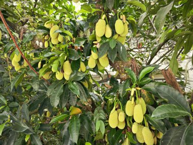 Dallarda genç Artocarpus tamsayı meyveleri filizleniyor.