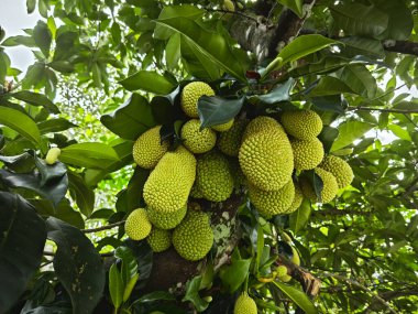 Dallarda genç Artocarpus tamsayı meyveleri filizleniyor.