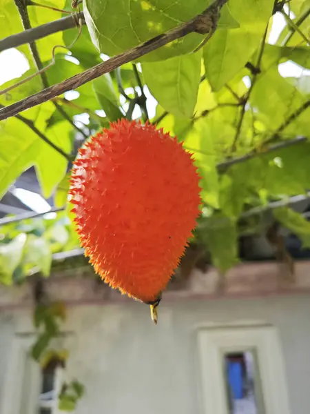 stock image spiky momordica cochinchinensis fruit hanging on the vine 