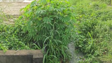 Çiftlikten akan yağmur suyu drenaj sistemine akıyor..