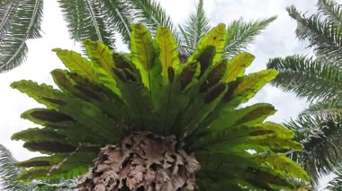 Hurma ağacının kütüğünün üstüne bakan yabani kuş yuvası eğreltiotu..