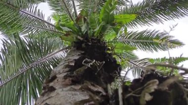 Hurma ağacının kütüğünün üstüne bakan yabani kuş yuvası eğreltiotu..