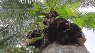 Hurma ağacının kütüğünün üstüne bakan yabani kuş yuvası eğreltiotu..