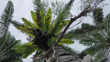 Hurma ağacının kütüğünün üstüne bakan yabani kuş yuvası eğreltiotu..
