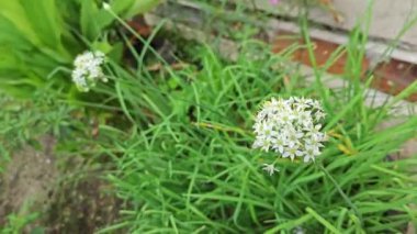 Beyaz nergis sarımsak çiçekli bitki kümesi. 