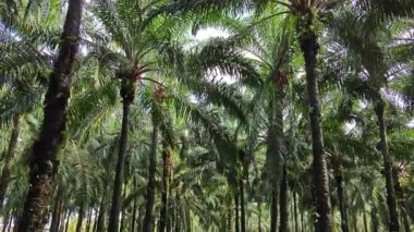Şiddetli bir yağmurdan sonra palmiye yağı tarlasını sel bastı. 