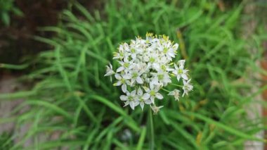 Beyaz nergis sarımsak çiçekli bitki kümesi. 
