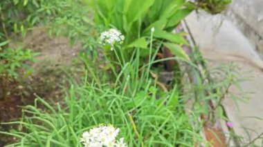 Beyaz nergis sarımsak çiçekli bitki kümesi. 