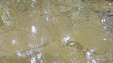 Kimyasal gübre ve tarım ilacı kullanımından kaynaklanan atıklar nedeniyle kirlenen durgun su havuzunun yüzeyindeki kirli yağ lekeleri. 