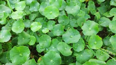 greenery of araliaceae hydrocotyle pennywort plant.