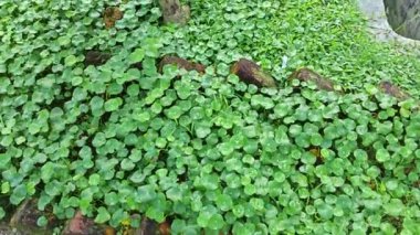 greenery of araliaceae hydrocotyle pennywort plant.