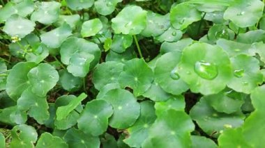 greenery of araliaceae hydrocotyle pennywort plant.