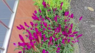 bushes of celosia argentea flowery plant.