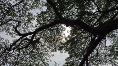 beautiful reflection of rainforest branches hanging out to the lake.