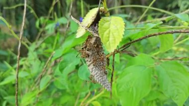 Arı kovanının sapına bakıyorum..