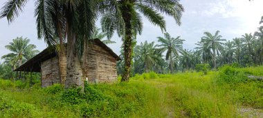 Tarlada terk edilmiş ve ihmal edilmiş bir baraka var..