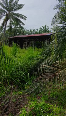 Tarlada terk edilmiş ve ihmal edilmiş bir baraka var..