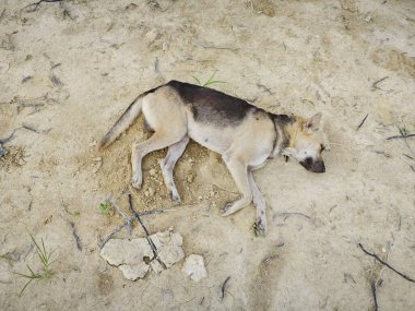 Kuru ve boş arazide başıboş köpekler dolaşıyor..