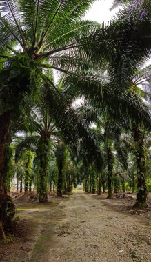Geniş panoramik manzara kırsal araziye aydınlık günün manzarası. 