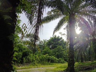 Geniş panoramik manzara kırsal araziye aydınlık günün manzarası. 