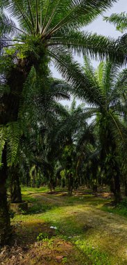 Geniş panoramik manzara kırsal araziye aydınlık günün manzarası. 
