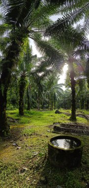 Geniş panoramik manzara kırsal araziye aydınlık günün manzarası. 