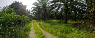 Geniş panoramik manzara kırsal araziye aydınlık günün manzarası. 