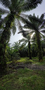 Geniş panoramik manzara kırsal araziye aydınlık günün manzarası. 