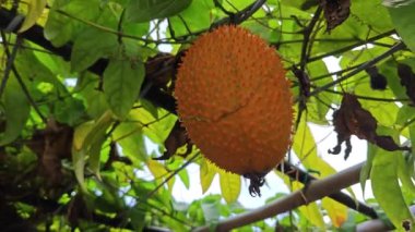 Dikenli momordika koçinensis meyvesi asma ağacında asılı..